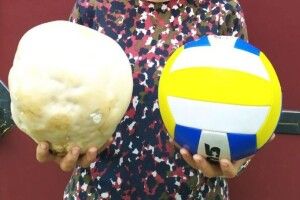 Волинянка вполювала гриба розміром з волейбольний м'яч