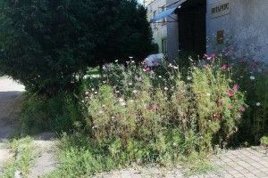 Луцькі муніципали «полюють» за високою травою та бур’янами