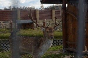 На Волині виявили незаконний вольєр з оленями