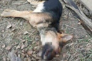 На Рівненщині поліція розслідує знущання над собакою