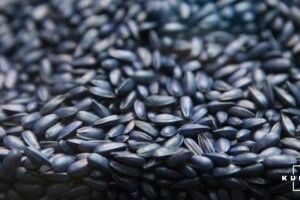 Українцям варто готуватися до здорожчання олії: аграрні ділки спритно вивозять з держави соняшник