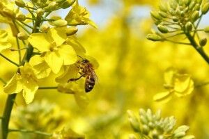 На Волині власників бджіл просять терміново на дві доби закрити вулики