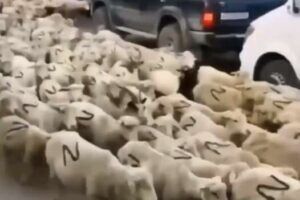 Z-барани з Дагестану: російські чиновники випадково висміяли росіян та «спецоперацію» Путіна
