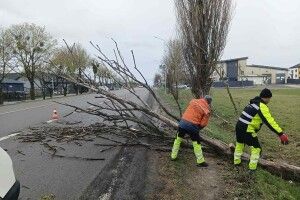На дорогах Волині прибирають повалені вітром дерева та гілля