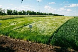 Сільське господарство – найбільший ресурс для наповнення бюджетів волинських ОТГ