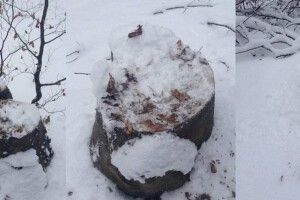 У волинському селі завелися шкідники на залізниці