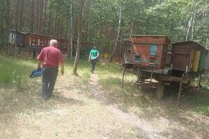 У селі на Волині зафіксовано масову загибель бджіл на пасіках