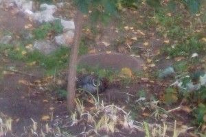 У Лисичанську біля школи впала частина ракети