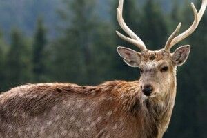 На Волині вбили оленя