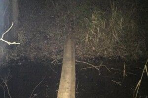 На Волині прикордонники контрабанду білоруських сигарет (Фото)