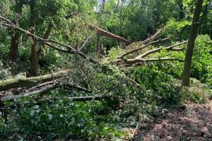 На Рівненщині буревій знищив 700 гектарів лісу