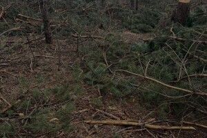 На Волині виявлено масштабну незаконну порубку дерев