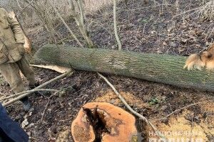 Волинянин зрубав в лісі незаконно 16 дерев (Фото) 