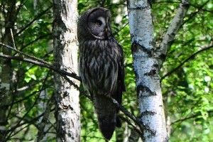 У Цуманській пущі бачили бородату сову