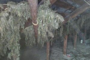 Мешканець Рівненщини зберігав на горищі копицю марихуани