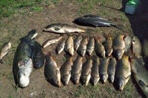 Браконьєр за допомогою електроструму виловив 70 кг риби