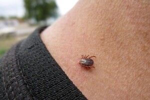 У 59-річного львів’янина виявили кліщовий енцефаліт після експедиції на Волині