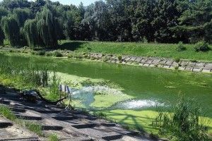 Рівненські комунальники почистять Устю