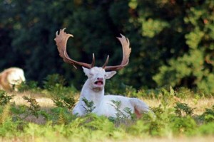 19-річний хлопець прославився завдяки фотографії чхаючого оленя