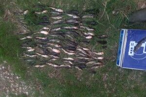 Волинянин знехтував правилами рибальства на 200 тисяч гривень