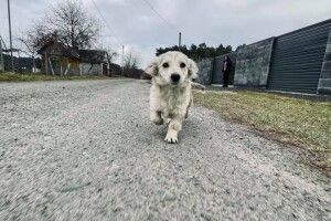 Напередодні зими лучан просять вдочерити хвостату Сніжинку (Відео, фото)