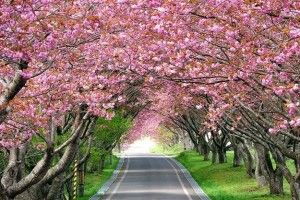 Вже завтра Рівне стане трохи схожим на Японію – в місті закладуть «Алею сакур»