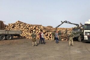 На Волині на деревообробному підприємстві вилучено незаконно зрізану деревину (Фото)