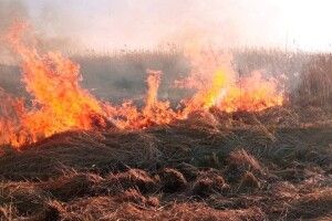 Національний парк на Волині бореться з пожежами