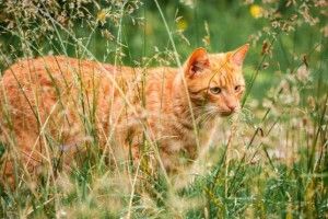 Селище хоче заборонити домашніх котів. Навіщо?