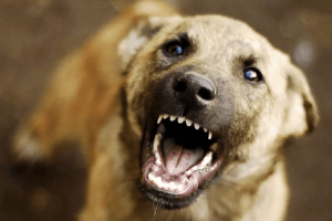 Хто відповідатиме за безпеку: у місті на Волині безпритульний пес напав на школярку