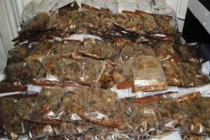 Українець намагався ввезти до Польщі понад 40 кг бурштину