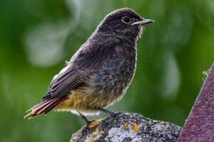 У Сваловичах природолюб зафіксував шикарну горихвістку