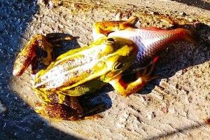 Показали жабу зі справжнім звірячим апетитом