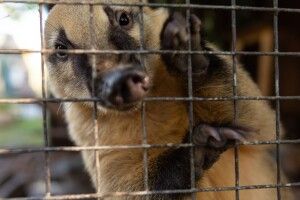 У Луцькому зоопарку розповіли про хамів-відвідувачів