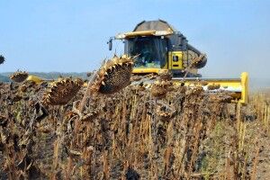 Аграрії Волині розпочали жнива соняшника