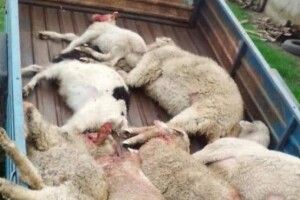Зграя шакалів напала на вівцеферму в Україні