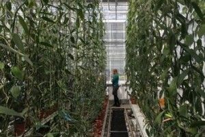 Порівняли прибутковість вирощування ванілі та канабісу