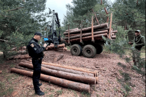 На Волині виявили незаконні рубки дерев