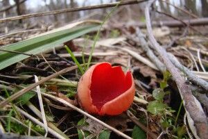 В лісах Волині з’явились перші весняні гриби: чим вони унікальні (Фото)