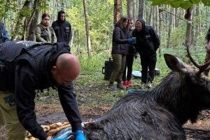 Лось, врятований з болота в Клевані, в критичному стані 