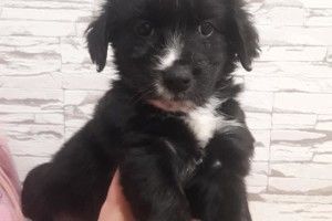 Хвостата нововолинчанка може стати лучанкою (фото)