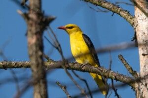 У Рівненському районі фотомисливець «клацнув» вивільгу (Фото)