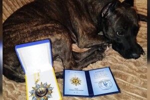 Чотирилапий друг звільненого з полону військового медика з Луцька отримав орден