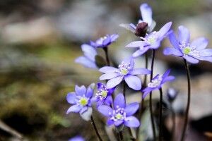 Потепління та пориви вітру: якою буде погода на Волині