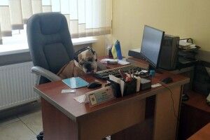 Сьогодні працівники Луцького ЦНАПу прийшли на роботу із… собаками та котами