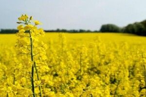 Мешканців Княгининівської громади закликали від сьогодні не випускати бджіл