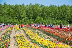 Тюльпанове поле «Волинська Голландія» відкриють знову після дощів