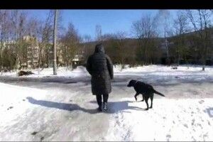 Луцькі «муніципали» злапали даму, пес якої саме «мінував» дитячий майданчик