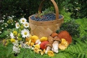 Фіскали Волині взялися за збирачів дарів лісу