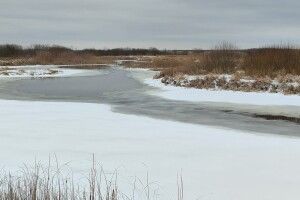 Хто не спить взимку на берегах Стоходу на Волині